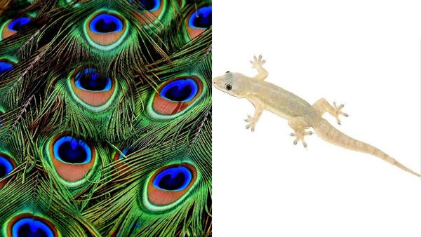 പല്ലിയെ വീട്ടില്‍ നിന്നോടിക്കാന്‍ ഇത്ര എളുപ്പമോ? ഈ പോംവഴി നിങ്ങള്‍ ഇതിന് മുന്‍പ് കേട്ടിട്ടുണ്ടായിരിക്കില്ല