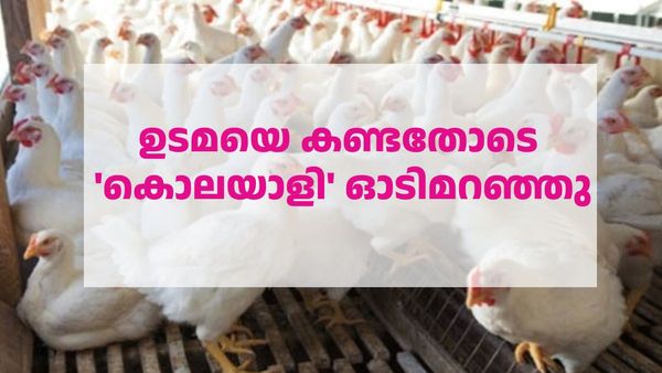 300 കോഴികളെ കൊന്ന 'കൊലയാളി'യെ കണ്ട് ഉടമ ഞെട്ടി; ആദ്യത്തെ സംഭവം, ഒരു ലക്ഷത്തിന്റെ നഷ്ടം