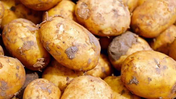 കറ കളയാന്‍ ഇനി പാടുപെടേണ്ട.. ഒരു കഷണം ഉരുളക്കിഴങ്ങ് മതി, ഫലമുറപ്പ്