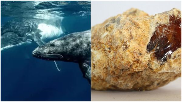 തീരത്ത് ചത്തടിഞ്ഞത് കൂറ്റൻ സ്പേം തിമിം​ഗലം; വയറിനകത്ത് കോടികൾ വിലയുള്ള 'നിധി'