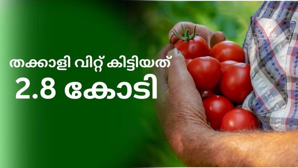 ലോട്ടറിയല്ല, ബംപർ ലോട്ടി! തക്കാളി വിറ്റ് കർഷകന് കിട്ടിയത് 2.8 കോടി, 'ഇനിയും കിട്ടും ഒന്നര കോടി കൂടി'