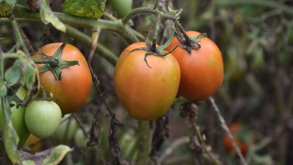 ഇനി മുതല്‍ തക്കാളി 70 രൂപയ്ക്ക്: വീണ്ടും വിപണിയില്‍ ഇടപെടലുമായി കേന്ദ്ര സർക്കാർ