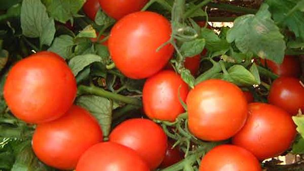 തക്കാളി കൃഷി ചെയ്യാന്‍ ഇത്ര എളുപ്പമായിരുന്നോ..? ഇനി കാശ് കൊടുത്ത് വാങ്ങേണ്ട