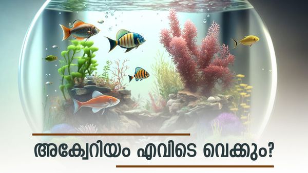 മത്സ്യം കഴിക്കുന്നവര്‍ അക്വേറിയം വെക്കാന്‍ പാടില്ലേ..? കറുത്ത മീനിനെ വളര്‍ത്തിയാല്‍ ഗുണമോ ദോഷമോ?