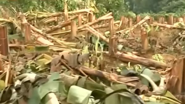 കെഎസ്ഇബിയുടെ കൊലച്ചതി! ലൈനില്‍ മുട്ടിയെന്ന് പറഞ്ഞ് 406 കുലവാഴകള്‍ വെട്ടിനിരത്തി; കര്‍ഷകന് ലക്ഷങ്ങള്‍ നഷ്ടം