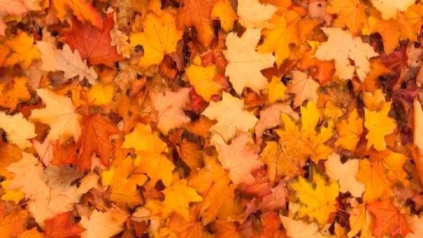 ഇലകളുടെ ഒരു കൂട്ടമല്ലേ ആ കാണുന്നത്? അതോ മറ്റെന്തെങ്കിലും ഒളിഞ്ഞിരിപ്പുണ്ടോ? കണ്ടെത്തൂ