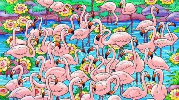 ഒന്ന് ഇവിടേക്ക് നോക്കൂ, ആ കാണുന്നത് അരയന്നങ്ങളാണോ? അതോ മറ്റെന്തെങ്കിലുമാണോ, കണ്ടെത്തൂ