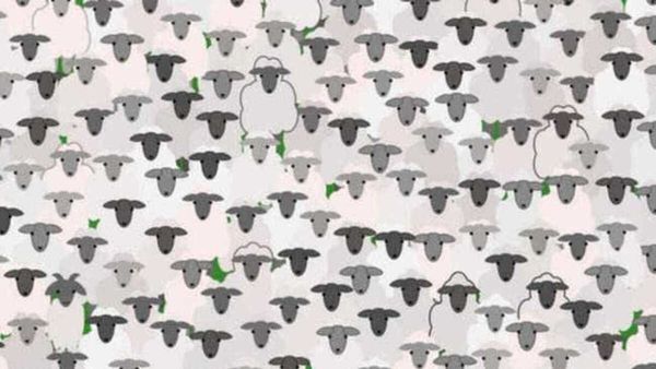 അവിടേക്ക് നോക്കൂ, ചെമ്മരിയാടിന്റെ കൂട്ടമല്ലേ ആ നില്‍ക്കുന്നത്, മറ്റെന്തെങ്കിലുമുണ്ടോ? കണ്ടെത്തൂ