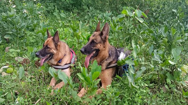 കാടുകയറി വേട്ടയാടിയാൽ ഇനി കുടുങ്ങും; പിന്നാലെ സ്‌നിഫര്‍ ഡോഗുകള്‍; തൃശൂരില്‍ ആദ്യമായി