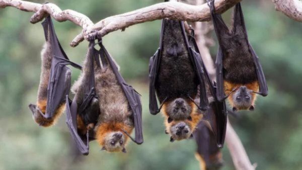 എന്താണ് വവ്വാല്‍ സര്‍വേ, കണ്ടെത്തേണ്ടത് ഇക്കാര്യങ്ങള്‍, നിപ വന്ന വഴിയും കണ്ടെത്തണം