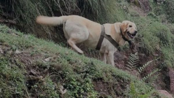 രജൗരിയില്‍ ഏറ്റുമുട്ടല്‍; ഒരു സൈനികനും കരസേനയുടെ നായയ്ക്കും വീരമൃത്യു