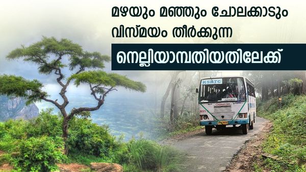 മഴയും മഞ്ഞും പുതഞ്ഞ, പുൽമേടും ചോലക്കാടും നിറഞ്ഞ നെല്ലിയാമ്പതിയിലേക്ക്; ചെലവ് കുറഞ്ഞ പാക്കേജ്