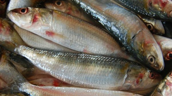 മത്തി ഏത് രാജ്യത്ത് നിന്ന് വരുന്നുവെന്ന് വരെ അറിയാം: ജനിതകരഹസ്യം സ്വന്തമാക്കി സിഎംഎഫ്ആർഐ