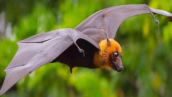 നിപ വൈറസ്: കോഴിക്കോട് ജില്ലയിലെ ഏഴ് പഞ്ചായത്തുകളില്‍ കണ്ടെയ്ൻമെന്റ് സോണ്‍, ശക്തമായ നിയന്ത്രണം