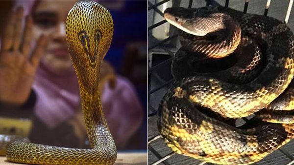 സംഭാവന നല്‍കിയില്ല, ഓടുന്ന ട്രെയിനില്‍ പാമ്പുകളെ തുറന്നുവിട്ട് പാമ്പാട്ടികള്‍