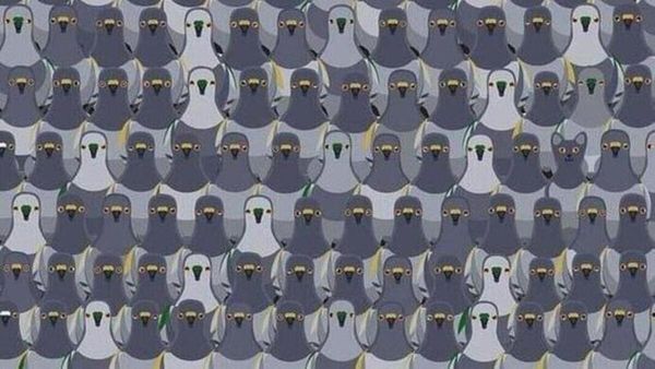 അതാ അവിടേക്ക് നോക്കൂ, ഒരുപാട് പ്രാവുകളുണ്ടല്ലോ? മറ്റെന്തെങ്കിലും കാണുന്നുണ്ടോ? കണ്ടെത്തൂ