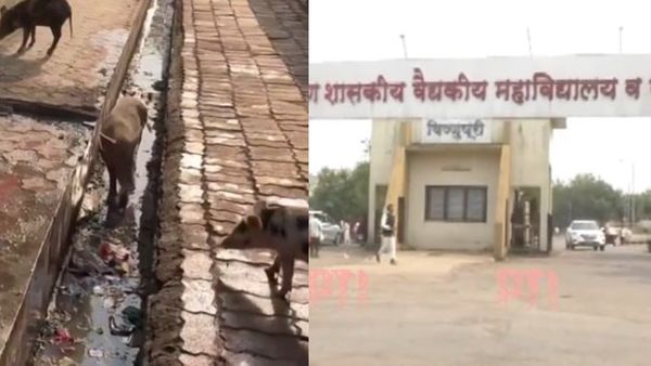 അലഞ്ഞ് തിരിഞ്ഞ് പന്നിക്കൂട്ടം, അവയ്ക്ക് ഒപ്പം മനുഷ്യരും! കൂട്ടമരണം നടന്ന മഹാരാഷ്ട്ര ആശുപത്രിയിലെ ദുരിതക്കാഴ്ച!