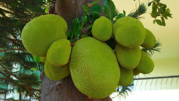 ചക്കക്കാര്യം ഇനി അല്‍പം 'ചില്ലറ'ക്കാര്യം: ചക്ക ഇനി വരുമാനം തരും, പുതിയ പദ്ധതി വരുന്നു