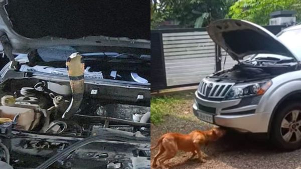 കാറിനടിയില്‍ കയറിക്കൂടിയ രാജവെമ്പാല സഞ്ചരിച്ചത് 200 കീലോമീറ്റർ: നായ മണംപിടിച്ചതോടെ സംശയം