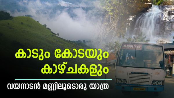  കോട മൂടിയ 900 കണ്ടി, സൂചിപ്പാറ വെള്ളച്ചാട്ടം, രാത്രി കാട്ടിലൂടെ യാത്രയും; പാക്കേജ് ഇതാ