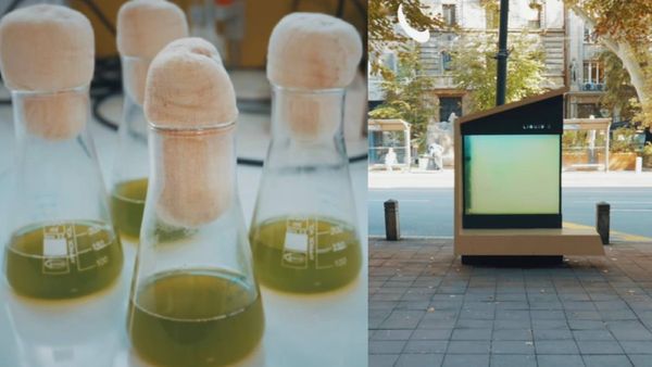 ഈ മരം വലുതാവാൻ ഒറ്റ ദിവസം മതി, വാട്ടർ ബോട്ടിലിൽ കൊണ്ടു നടക്കാം; 20 വർഷം പഴക്കമുള്ള മരങ്ങളുടെ ​ഗുണം ചെയ്യും !