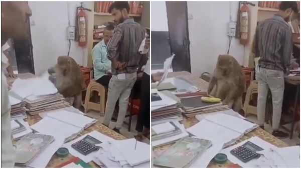 Viral Video: സർക്കാർ ഓഫീസിൽ കുരങ്ങൻ, പണി 'ഫയൽ നോട്ടം'; കേട്ടപ്പോൾ ഒന്ന് ഞെട്ടിയോ! ട്വിസ്റ്റുണ്ട്