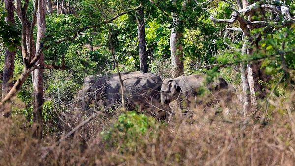 കാട്ടാനക്കലിയില്‍ വിറച്ച് വയനാട്, ചൂരല്‍മലയില്‍ വീട്ടില്‍ക്കയറി സാധനങ്ങള്‍ നശിപ്പിച്ചു