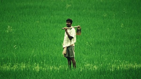 അരിവില കുറയുന്നു, ജയയ്ക്കും മട്ടയ്ക്കും വില ഇനിയും കുറഞ്ഞേക്കും