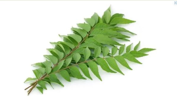 രുചിയിലൊന്നുമല്ല കാര്യം; കറിവേപ്പില ജ്യൂസ് കുടിച്ചാൽ ആരോ​ഗ്യത്തിന് ​ഗുണങ്ങൾ ഏറെ ഉണ്ട്