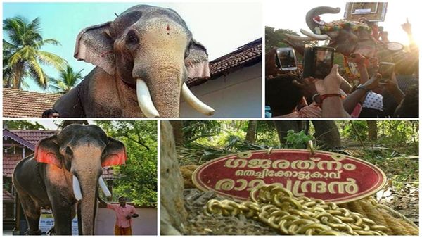 റെക്കോർഡ് ഏക്കത്തുകയുമായി തെച്ചിക്കോട്ടുകാവ് രാമചന്ദ്രൻ ; ക്ഷേത്രം എഴുന്നളളിപ്പിന് വാങ്ങുന്നത് 7.30 ലക്ഷം രൂപ