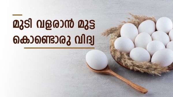 രണ്ട് മുട്ടയും ഒരു സ്പൂൺ പാലും മതി, മുടി താരനില്ലാതെ വളരും; തീർന്നില്ല, വീട്ടിലുണ്ടാക്കാം ഈ മാസ്ക്കുകൾ