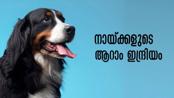 നായ്ക്കള്‍ക്ക് ഈ അഞ്ച് കാര്യങ്ങള്‍ മുന്‍കൂട്ടി അറിയാനാകും, സൂചന തരുന്നത് ഇങ്ങനെ