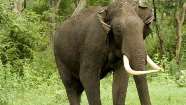 കാട്ടാനകളുടെ താണ്ഡവം, എന്ത് നോക്കിയിട്ടും രക്ഷയില്ല. നേരിട്ട് കാവലിന് ഇറങ്ങി കര്‍ഷകര്‍