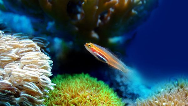 വീട്ടില്‍ അക്വേറിയം ഉണ്ടോ? എങ്കില്‍ ഇക്കാര്യം അറിയണം, ഇല്ലെങ്കില്‍ പണം പോകുന്ന വഴി അറിയില്ല