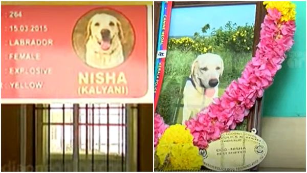 10 ഓളം ഗുഡ് സർവീസ് എൻട്രി, വിഐപികളുടെ സുരക്ഷയ്ക്ക് മുന്നിൽ; ഒടുവിൽ 'കല്യാണി' വിടപറഞ്ഞു