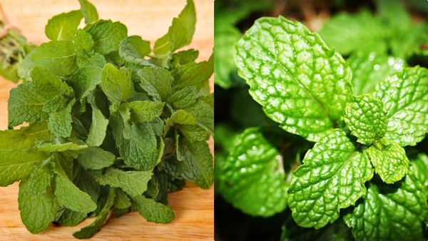 പുതിന ഇലയുണ്ടോ? സിംപിളാണ് ഇനി കാര്യങ്ങള്‍, ഭാരം ഇതാ ഇങ്ങനെ കുറയും, ഗുണങ്ങള്‍ ധാരാളം