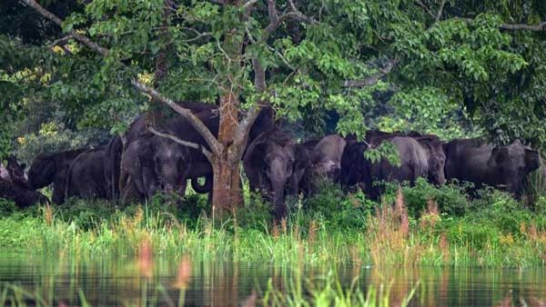 കാട്ടാന ശല്യത്തില്‍ പൊറുതിമുട്ടി ചീങ്ങോട്, വയനാട്ടില്‍ വ്യാപക കൃഷിനാശം