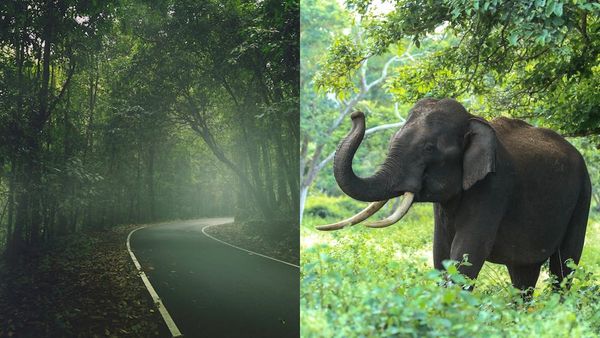'ആനയും വഞ്ചിയും കാനനയാത്രയും'..വേഗം ബാഗ് പാക്ക് ചെയ്തോളൂ..ആനവണ്ടി റെഡി