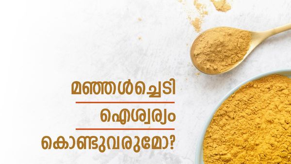 മഞ്ഞൾച്ചെടി വീടിന്റെ ഏത് വശത്താണ് നട്ടിട്ടുള്ളത്? ദിശമാറിയാൽ അനർത്ഥം; ഭാ​ഗ്യം കൊണ്ടുവരാൻ ഇങ്ങനെ നടൂ