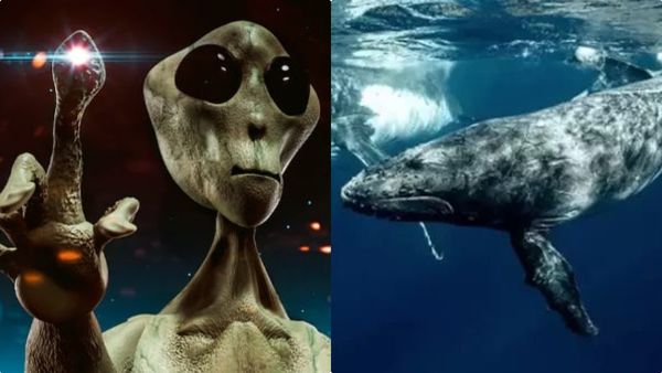 തിമിംഗലത്തോട് സംസാരിക്കാന്‍ അറിയുമോ? അന്യഗ്രഹ ജീവികളുമായി ബന്ധപ്പെടാം; ഞെട്ടിച്ച് ശാസ്ത്രജ്ഞര്‍