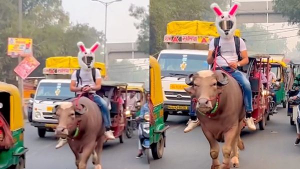 എന്ത് പ്രഹസനമാണ് സജീ...; ഡൽഹിയിലെ തിരക്കേറിയ റോഡിൽ കാളപ്പുറത്ത് ഹെൽമെറ്റിട്ട യുവാവ്, വീഡിയോ വൈറൽ