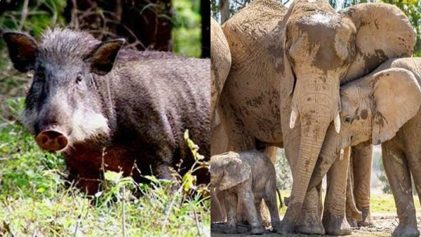 കാട്ടാന ഇറങ്ങി എല്ലാം നശിപ്പിക്കും, പിന്നാലെ കാട്ടുപന്നിയും, വയനാട്ടിലെ കര്‍ഷകര്‍ക്ക് ഇത് കഷ്ടകാലം