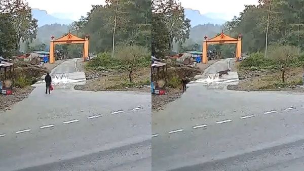 കുറ്റിക്കാട്ടിൽ നിന്ന് ചാടി വീണ് കടുവ; ഉള്ള ജീവനും കൊണ്ടോടി യുവാവ്, വീഡിയോ വൈറൽ...