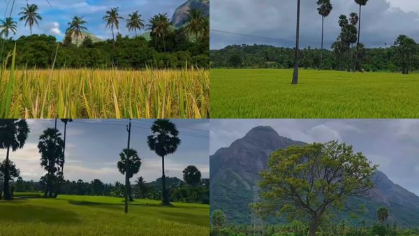 ലളിതം സുന്ദരം ഈ ഗ്രാമീണ ഭംഗി..; പാലക്കാടിന്റെ സ്വന്തം കൊല്ലങ്കോടേക്ക് ഒരു യാത്ര, ഇക്കാര്യങ്ങൾ മറക്കരുത്...