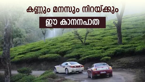 വയനാടൻ ചുരം കയറി മസിനഗുഡിയിലേക്ക് വച്ചുപിടിക്കാം; ഈ കാനന പാതയെ വെല്ലാൻ മറ്റൊരിടമില്ല...