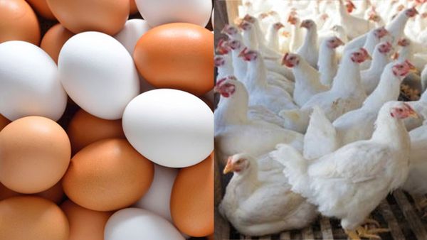 ഇറച്ചി, മുട്ട ഇറക്കുമതി നിരോധിച്ച് കുവൈത്ത്; പക്ഷിപ്പനി മൂലമെന്ന് വിശദീകരണം