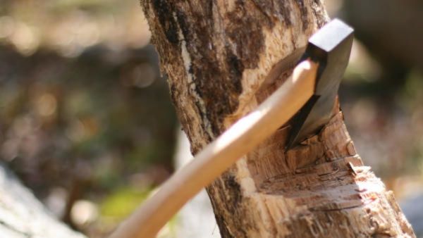 മുട്ടിൽ മരംമുറി കേസ്; 84,600 പേജുള്ള കുറ്റപത്രം, സാക്ഷികളായി 420 പേർ, അഗസ്‌റ്റിൻ സഹോദരന്മാർ അടക്കം 12 പ്രതികൾ