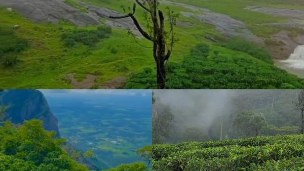 പുതുവർഷാഘോഷം നെല്ലിയാമ്പതിയിലാക്കിയാലോ..? ഓറഞ്ച് തോട്ടങ്ങൾ തേടി ഒരു യാത്ര, കൂട്ടിന് നല്ല തണുപ്പും...