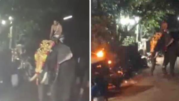 പാനൂരില്‍ ക്ഷേത്രോത്സവത്തിനിടെ ഇടഞ്ഞ ആനയെ ആറു മണിക്കൂറിന് ശേഷം തളച്ചു