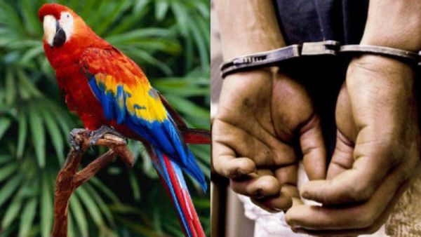 പഞ്ചവർണ തത്തയെ തരാമെന്ന് പറഞ്ഞുപറ്റിച്ചു; മൂന്നര ലക്ഷം തട്ടിയ യുവാവ് പോലീസ് പിടിയിൽ